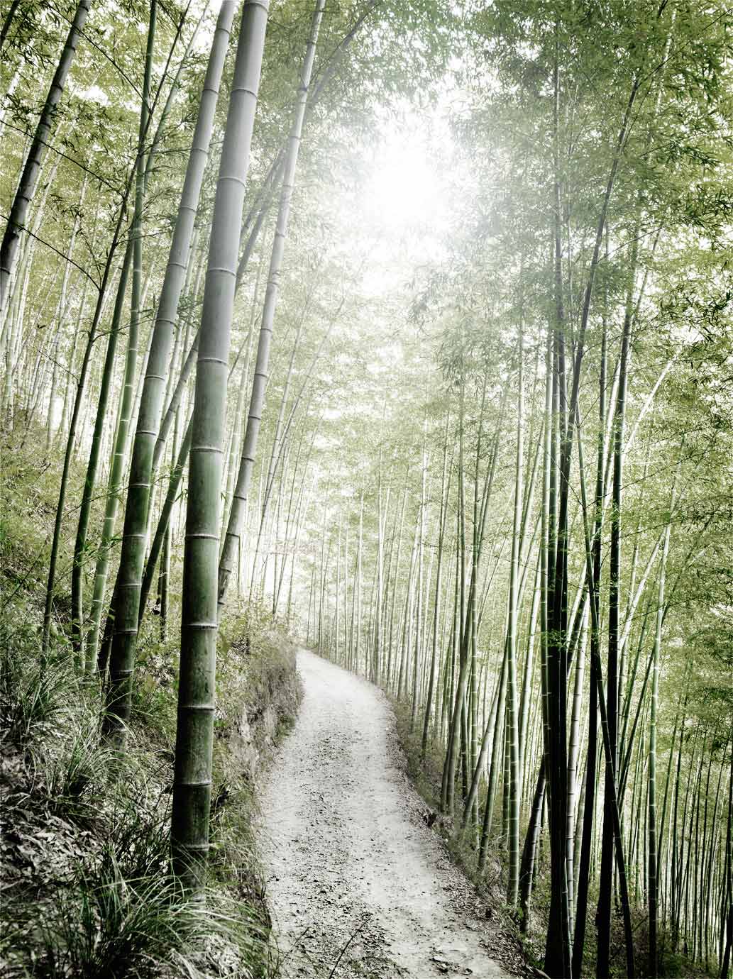 Bamboo Forrest, China